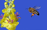 Eine Honigbiene sammelt Pollen und Nektar an einer Blüte der Königskerze