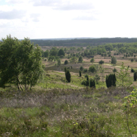 Heidelandschaft