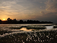 Fruchtendes Wollgras in der Esterweger Dose