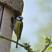 Kohlmeise am Nistkasten