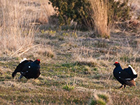Balzende Birkhähne im Naturschutzgebiet Lüneburger Heide