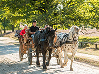 Qualität auf dem Kutschbock
