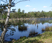 Renaturiertes Pietzmoor bei Schneverdingen