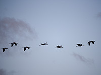 Vogelzug