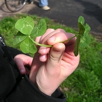 Klee in der Hand