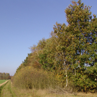 Hecken sind Lebensadern in der Landschaft