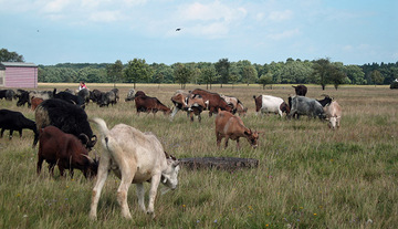 Beweidung der Magerrasen mit Heidschnucken und Ziegen