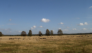 Beweidung der Magerrasen mit Heidschnucken und Ziegen