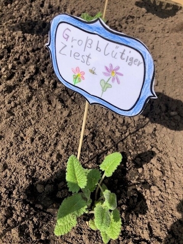 Staude und Schild "Großblütiger Ziest", Hof Grundschule Hansahlen