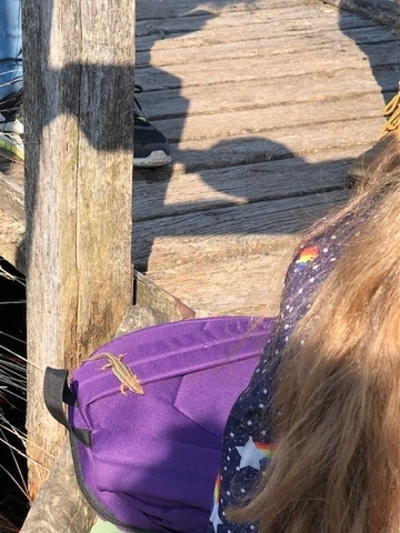 Eidechse auf Rucksack