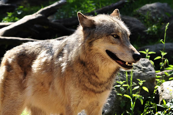Wolf