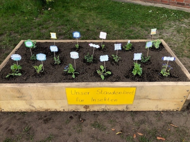Staudenbeet für Insekten, Hof Grundschule Hansahlen