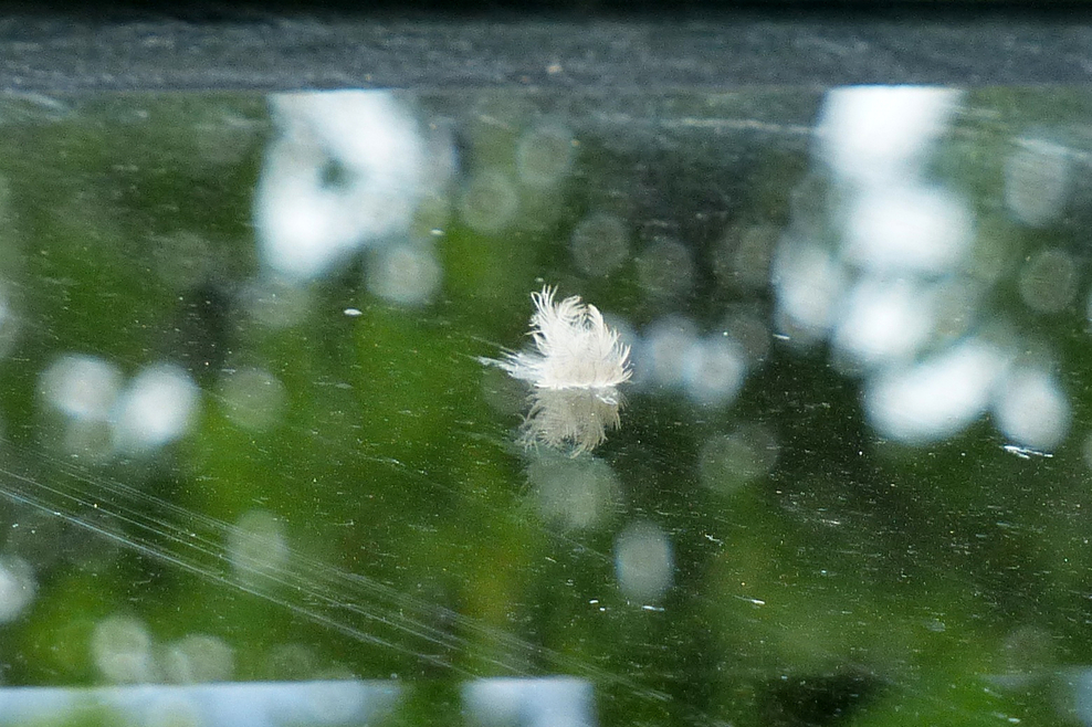Die weiße Flaumfeder auf einer refektierenden Glasscheibe steht symbolisch für über 100 Millionen Vögel, die jährlich durch Glaskollisionen sterben.