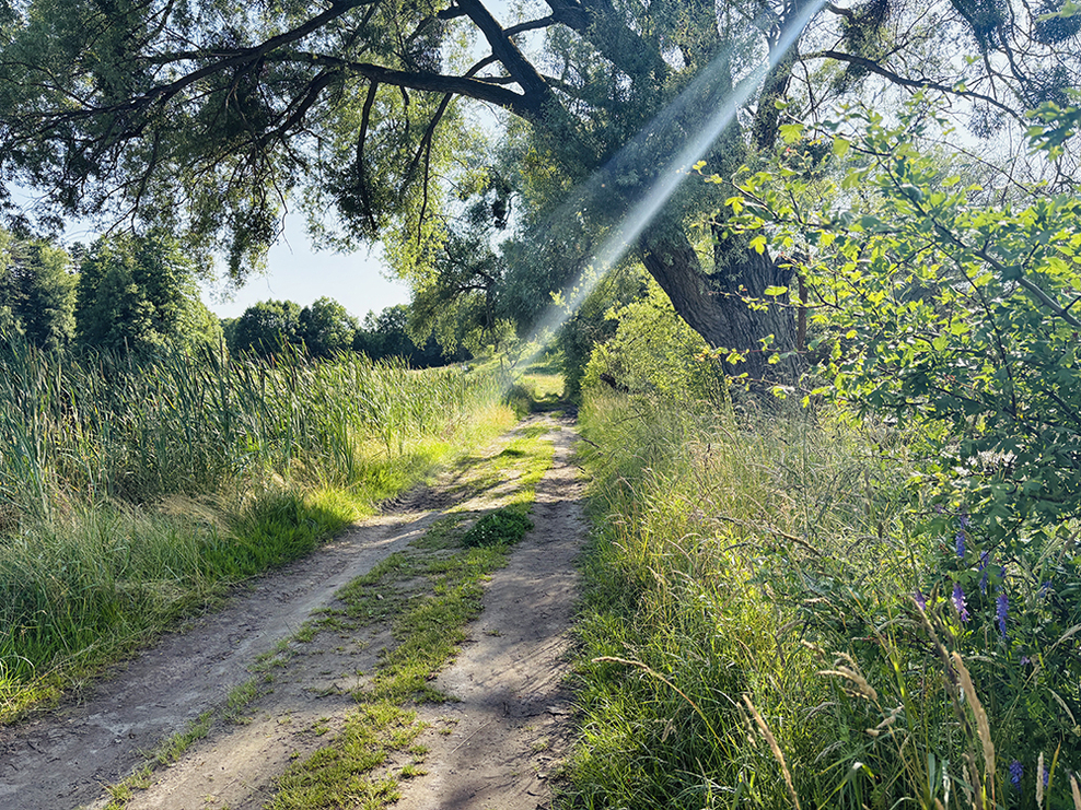 Weg in die Wiesen.