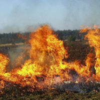 Feuer in der Landschaftspflege